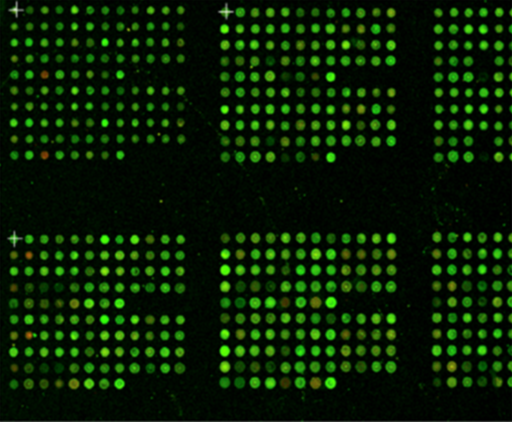 Fluorescence image of multiplexed assay for cytokines, peptides, antibodies/antigens, DNA/RNA with ultra-low volume reagent