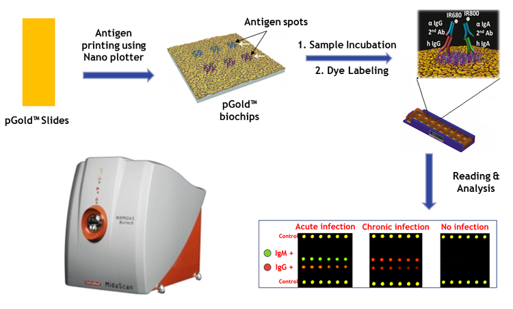 Nirmidas pGOLD ELISA-like platform uses a nano-plotter and offers cutomized assays for antibody and autoantibody detections