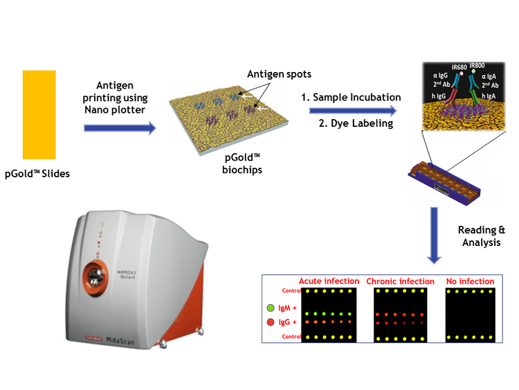 Optimidas+System+Figure Piture.png