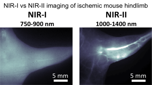 Comparison of NIR-I and NIR-II probes for mouse organ/tissue molecular imaging: ischemic mouse hindlimb imaging